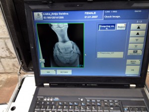 Röntgenbild - Huf vorn links in der Ansicht von vorn (Stellung 45°)